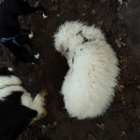 Hondenfoto van carla en Buddy 