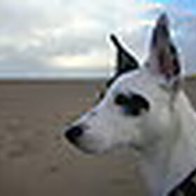 daggie strand