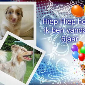 Hondenfoto van Danielle, Kyra*Kaylin*, Djaira en Djaidey