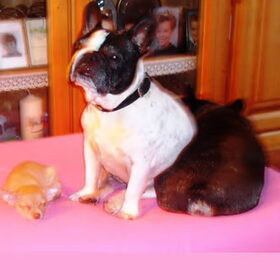 Spike en Sam mijn bullen met kleine Chica. Sam en Spike zijn…
