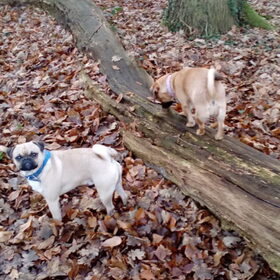 Hondenfoto van Nori met Chewy, Ayla, Leiah & Mace