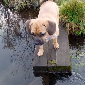 Hondenfoto van Nori met Chewy, Ayla, Leiah & Mace