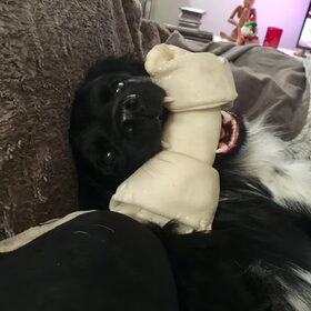 Hondenfoto van Doortje & Tibbe