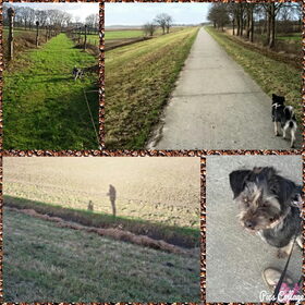 Hondenfoto van Ciska en Spanjaardje Moh (Bambi r.i.p.)