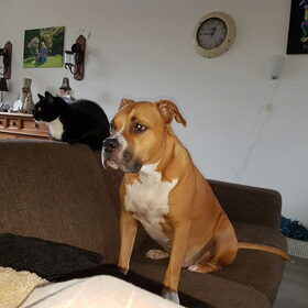 Hondenfoto van Jackie en Kiba:)
