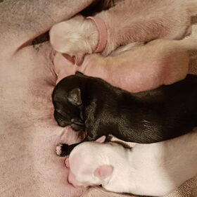 De 4 pups wit teefje powderpuff. Zwart reutje powderpuff. 2…