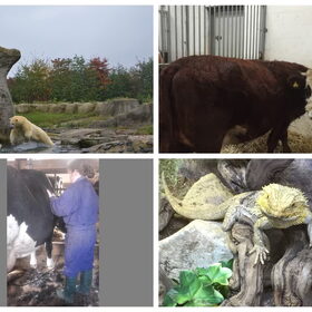 Hondenfoto van Sigrid, Sandy, Diva & Nala