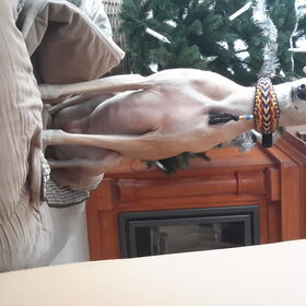 Hondenfoto van Ina, Misty en Aysa