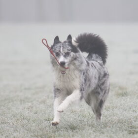 Hondenfoto van Angelique; Bruno, Charlie & Fenna  