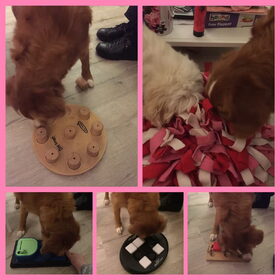 Hondenfoto van Sigrid, Sandy, Diva & Nala