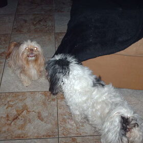 Hondenfoto van liesbeth,Turbo,Luna, Levi en Faith