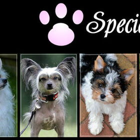 Special Princess banner