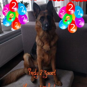 Hondenfoto van Jeanine :)