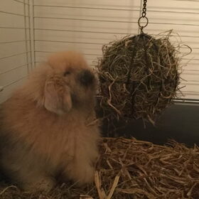 Hondenfoto van Sigrid, Sandy, Diva & Nala