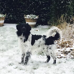 Hondenfoto van Doortje & Tibbe