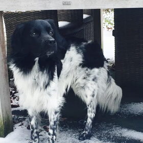 Hondenfoto van Doortje & Tibbe