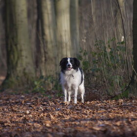 Hondenfoto van Angelique; Bruno, Charlie & Fenna  