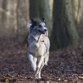 Hondenfoto van Angelique; Bruno, Charlie & Fenna  