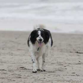 Hondenfoto van Angelique; Bruno, Charlie & Fenna  