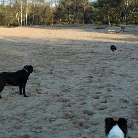 Kalmthoutse Heide 14.01.2017