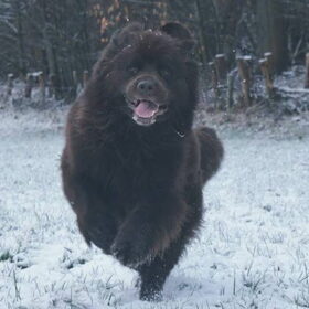 Hondenfoto van Jeanine :)