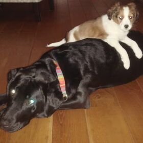 Cody & Skipper