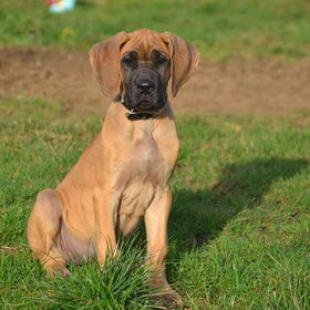 Hondenfoto van Of Devoted Dogs 