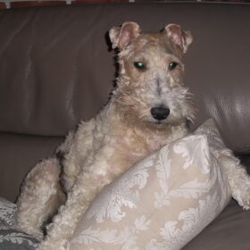 Hondenfoto van Gerda - Roland .. Genia , R.I.P Xana & Riski