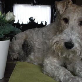 Hondenfoto van Gerda - Roland .. Genia , R.I.P Xana & Riski