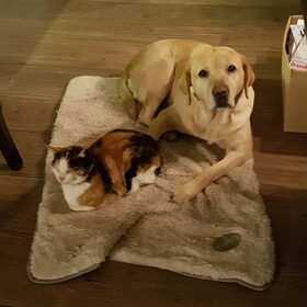 Hondenfoto van laura   Diva&Nova