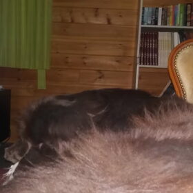 Hondenfoto van Jeanine :)