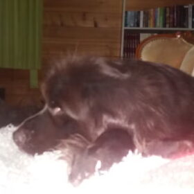 Hondenfoto van Jeanine :)