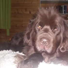 Hondenfoto van Jeanine :)