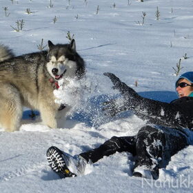 Hondenfoto van Alaska's Finest!