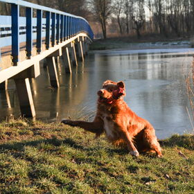 Hondenfoto van Luan en Lenne