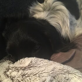 Hondenfoto van Doortje & Tibbe