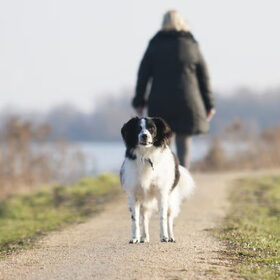 Hondenfoto van Angelique; Bruno, Charlie & Fenna  