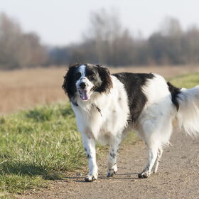 Hondenfoto van Angelique; Bruno, Charlie & Fenna  