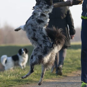 Hondenfoto van Angelique; Bruno, Charlie & Fenna  