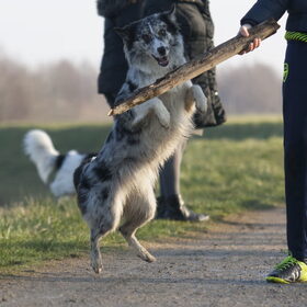 Hondenfoto van Angelique; Bruno, Charlie & Fenna  