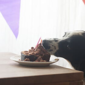 Hondenfoto van Angelique; Bruno, Charlie & Fenna  