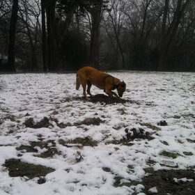 Hier probeert Mila een molletje uit zin winterslaap te…