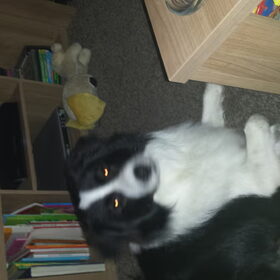 Hondenfoto van carla en Buddy 