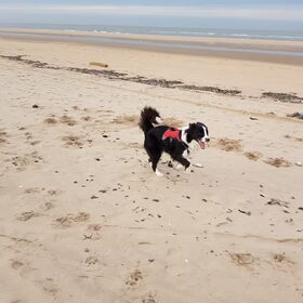 Hondenfoto van Lucia, Lizzy & Ziva