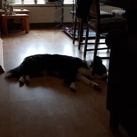 Hondenfoto van Lucia, Lizzy & Ziva