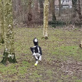 Hondenfoto van Lucia, Lizzy & Ziva