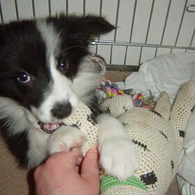 Hondenfoto van Math. & Daisy