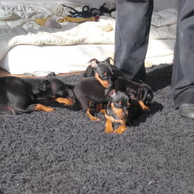 Hondenfoto van Karin, Lina en Jazzy (Alex r.i.p.)