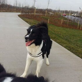Hondenfoto van Lise met Ruby, Naïn & Qalvin