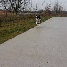 Hondenfoto van Lise met Ruby, Naïn & Qalvin